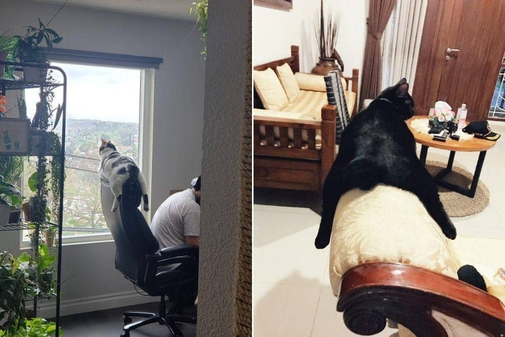 twitter.com/michaelscat2, ayutami