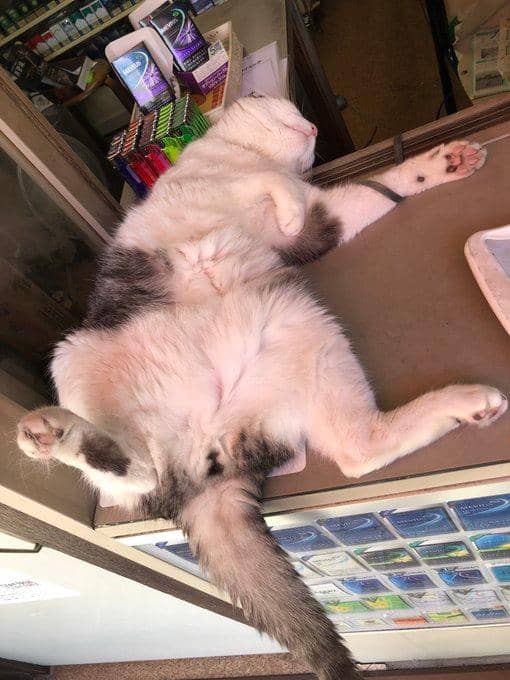 twitter.com/allantsuda