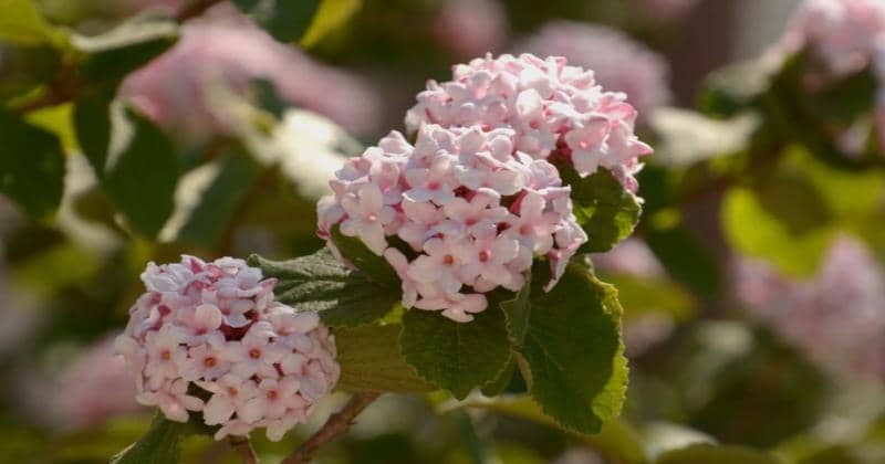 Gardeningknowhow.com