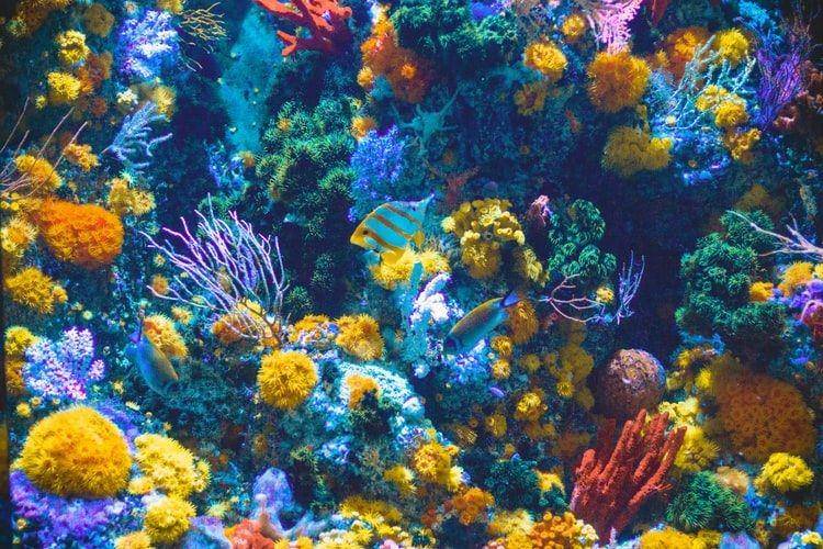 Great Barrier Reef (unsplash.com/Shaun Low)