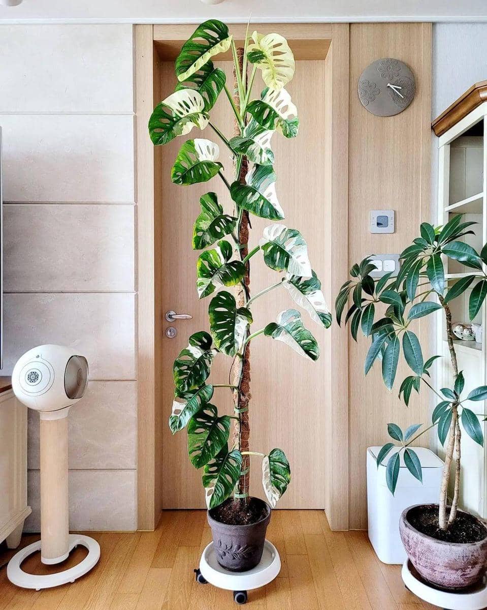 instagram.com/arum_ocean