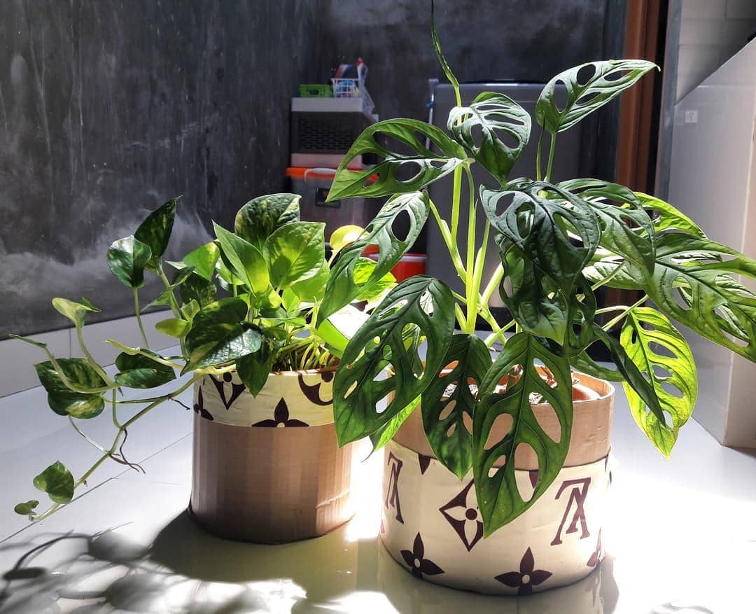 instagram.com/little_house0226