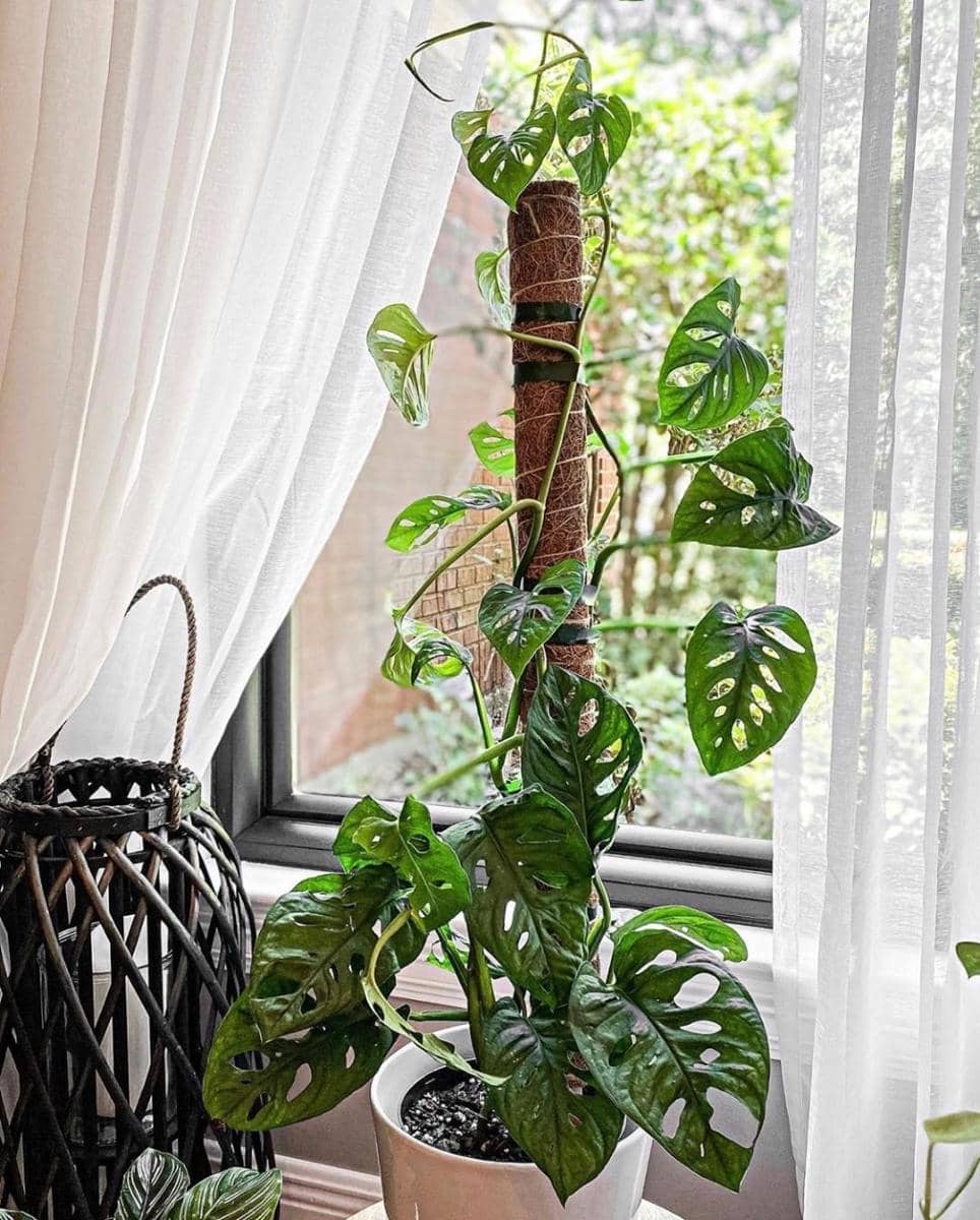 instagram.com/plantproper