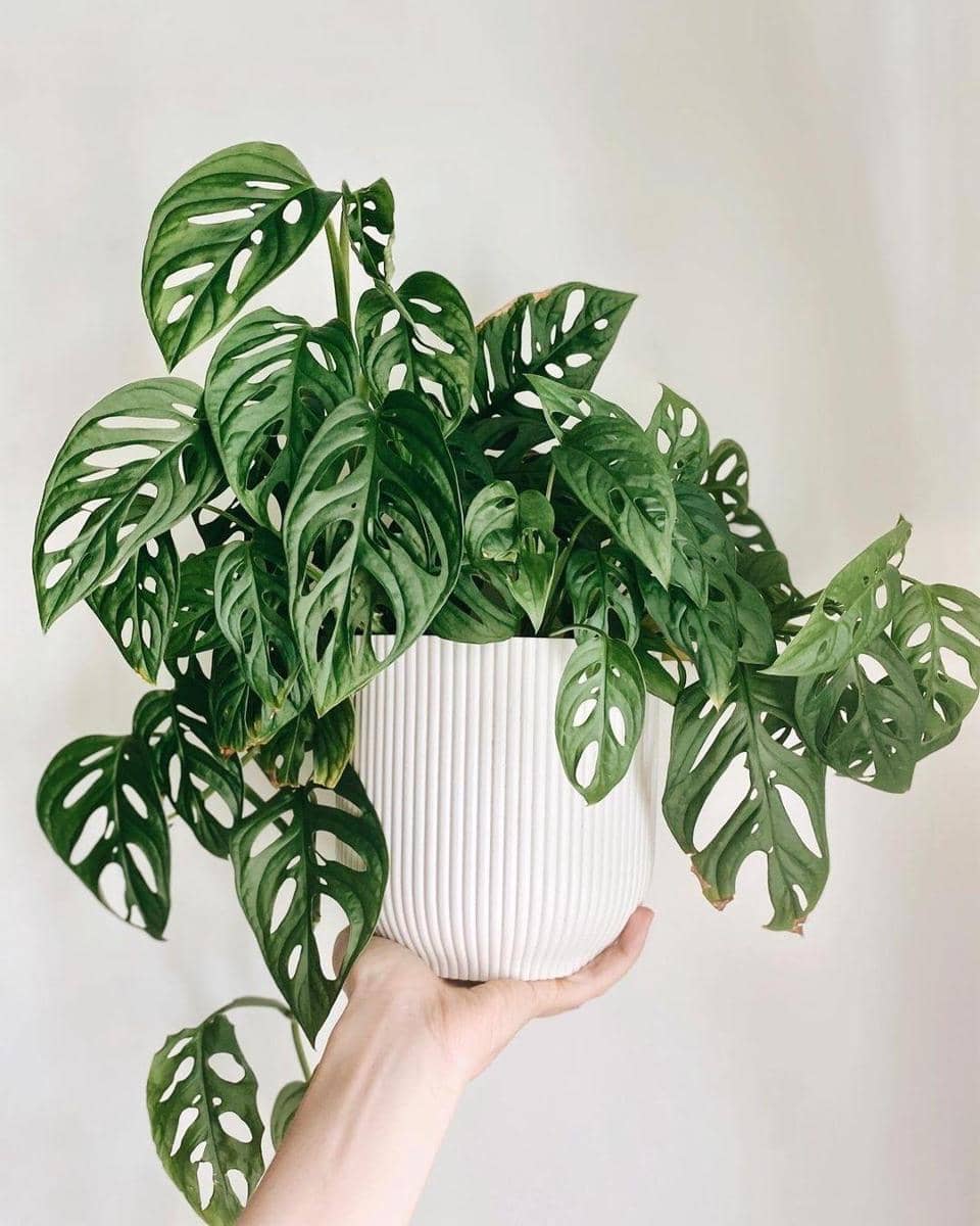 instagram.com/poteydotcom