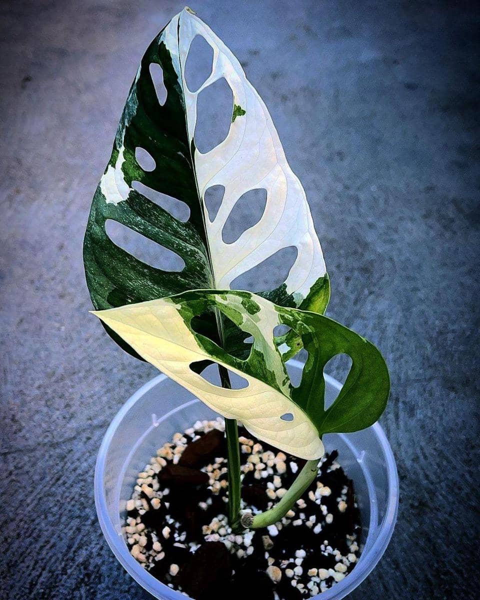 instagram.com/skinkplants