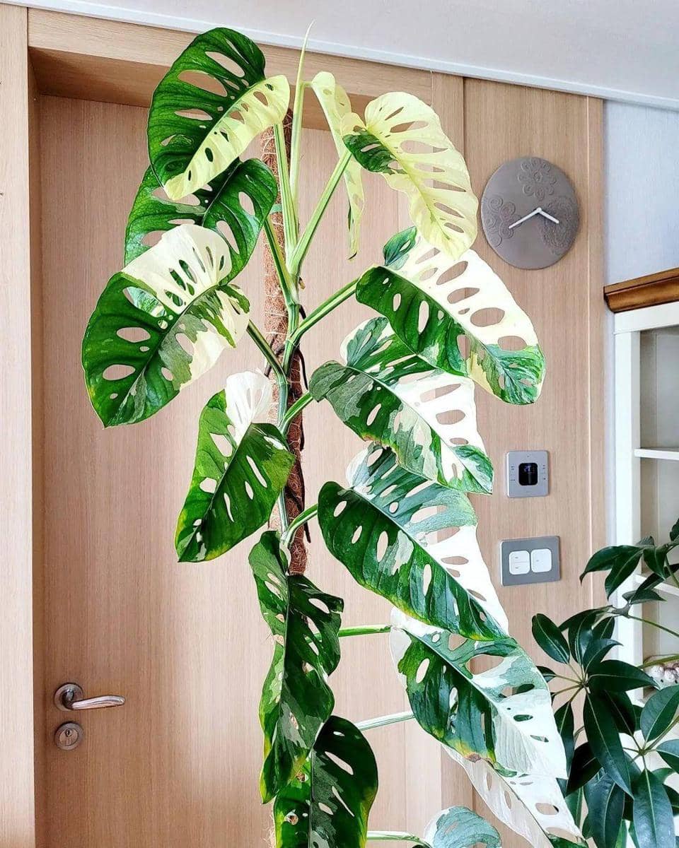 instagram.com/arum_ocean