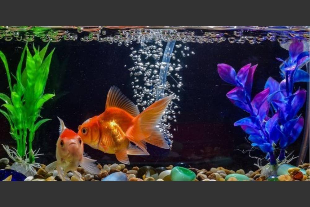 7 Tips Meletakkan Akuarium di dalam Rumah Menurut Feng Shui