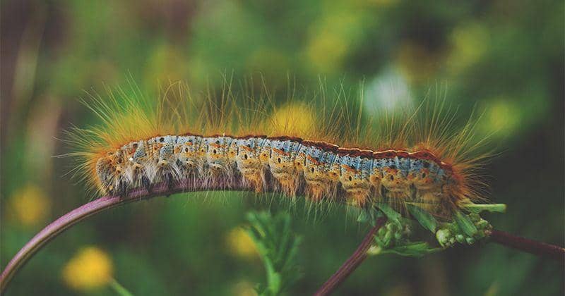 Unsplash.com/Yoal Desurmont