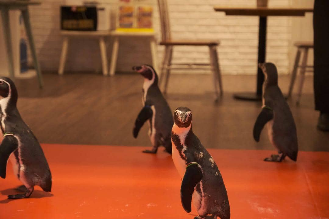 dok. Jakarta Aquarium & Safari