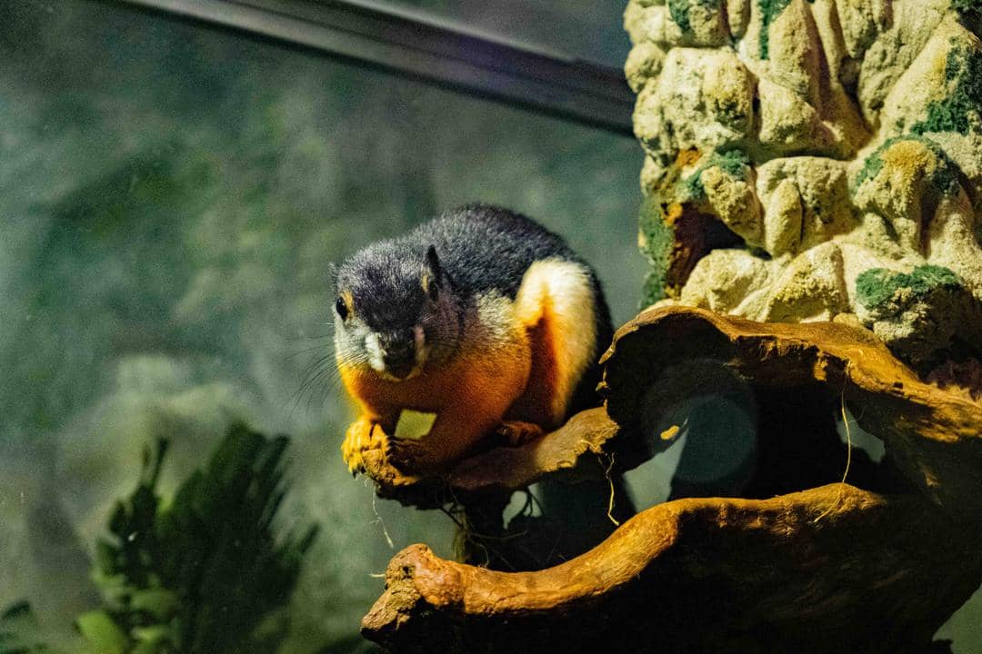 dok. Jakarta Aquarium & Safari