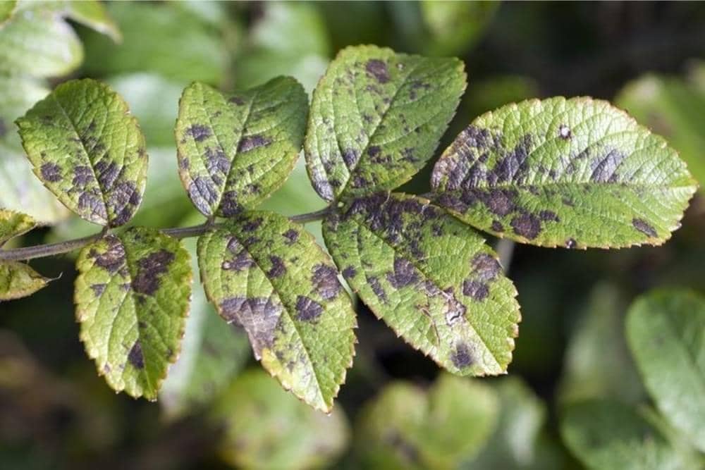 SHUTTERSTOCK_MANFRED RUCKSZIO