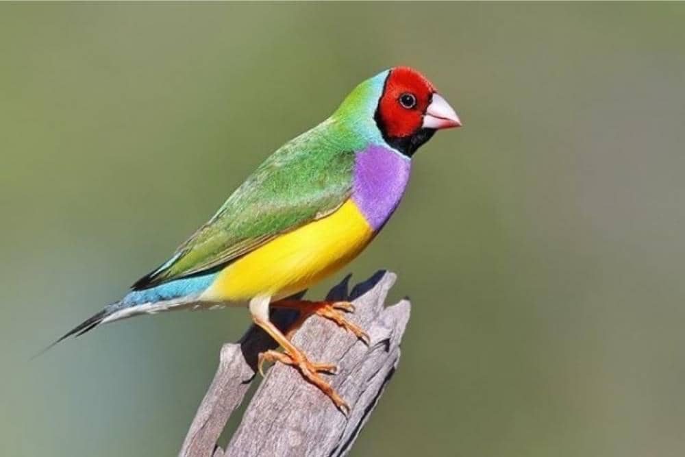 instagram.com/birdmark95_