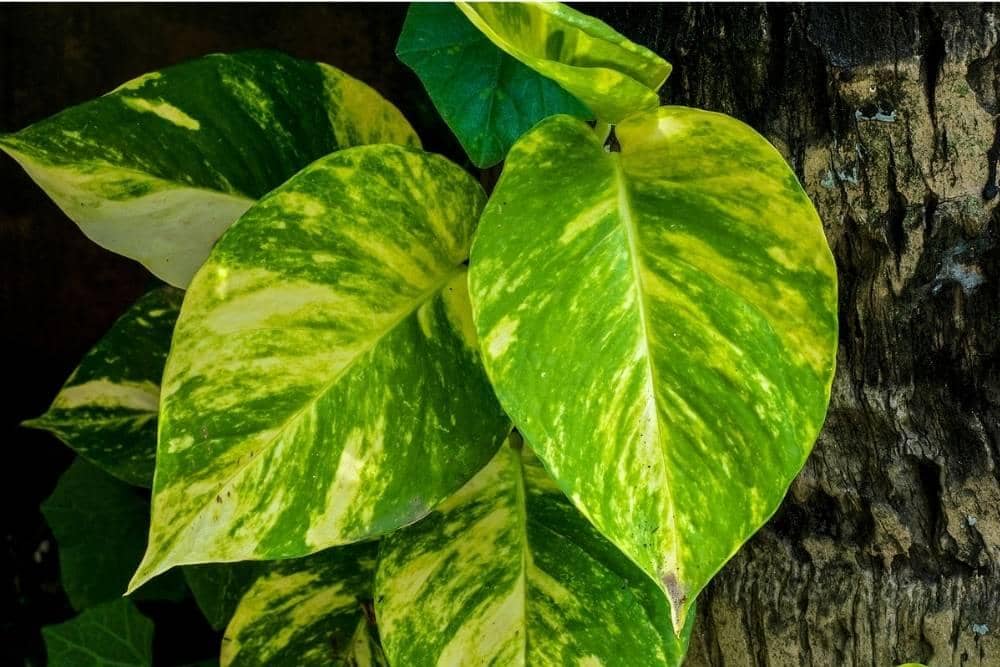 Wikimedia Commons/Joydeep