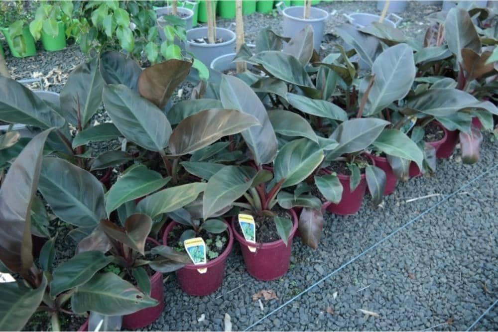 lakesideplants.com