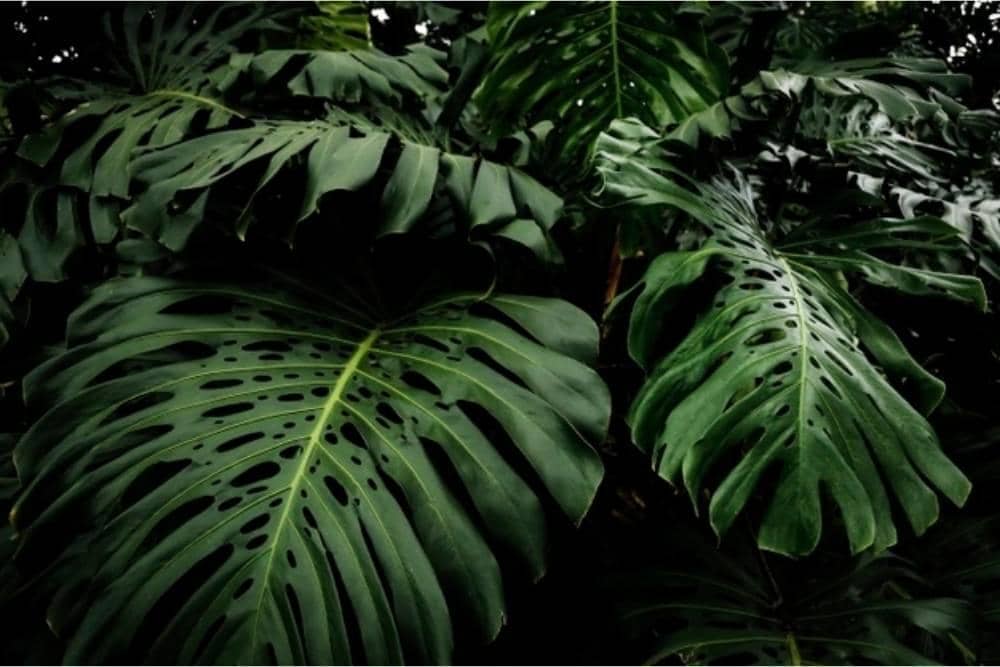 freepik.com/rawpixel