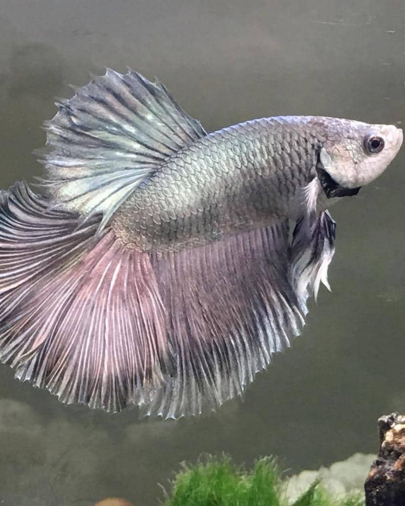 Instagram.com/Noseworking