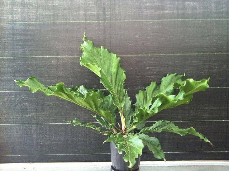 Pinterest.com/PlantVine