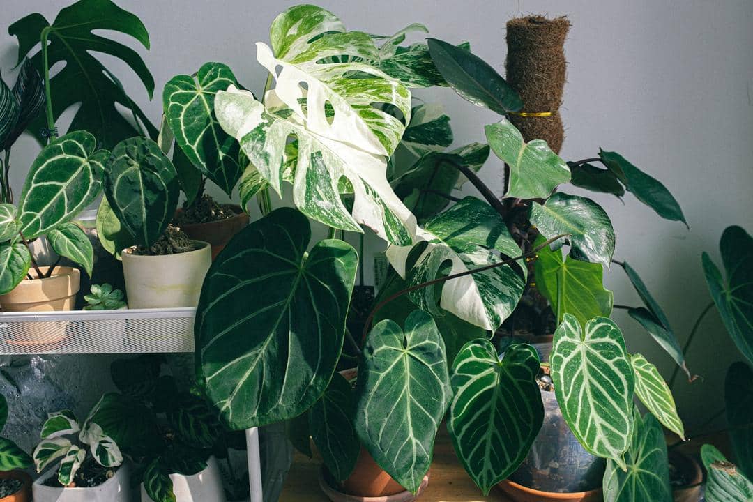 Unsplash.com/Huy Phan