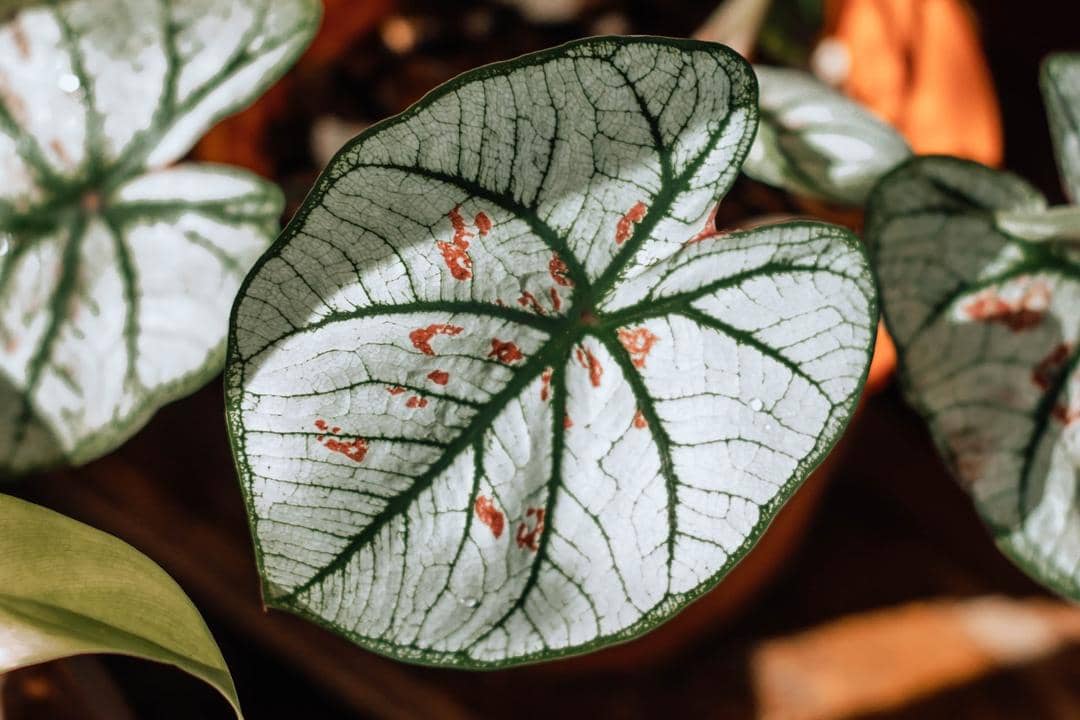 Unsplash.com/Jungle Space