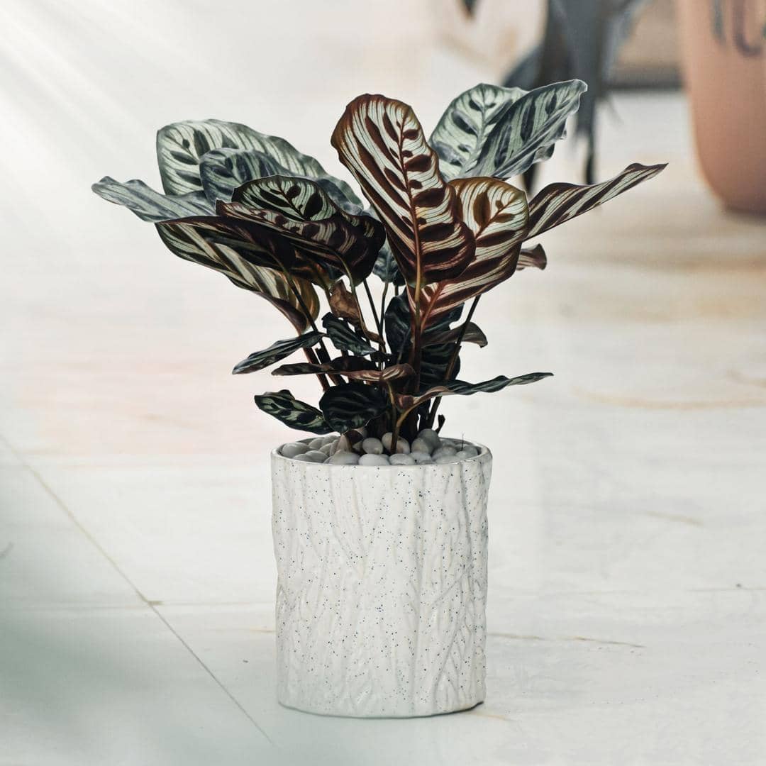 Unsplash.com/Osman Hussaini