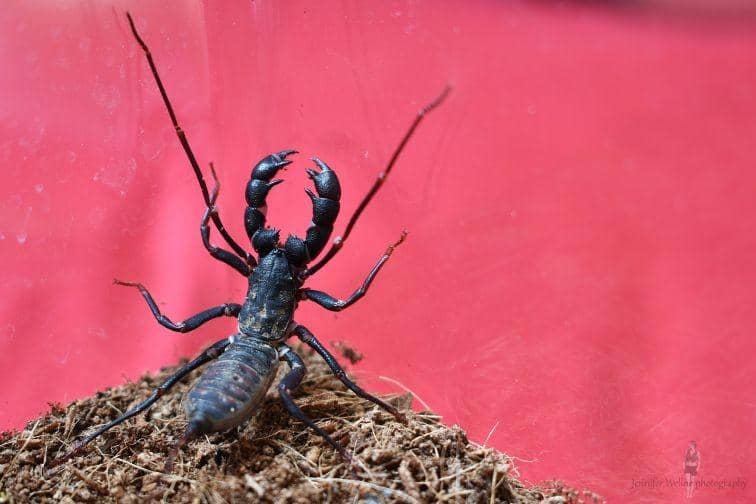 Wellnescreepycrawlies.com