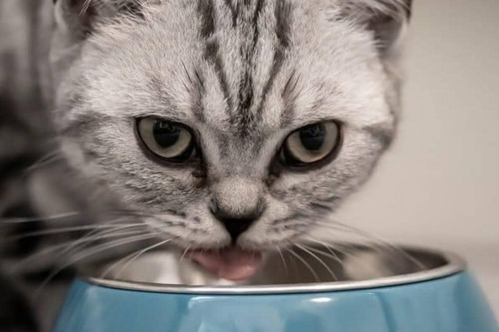 mybritishshorthair.com