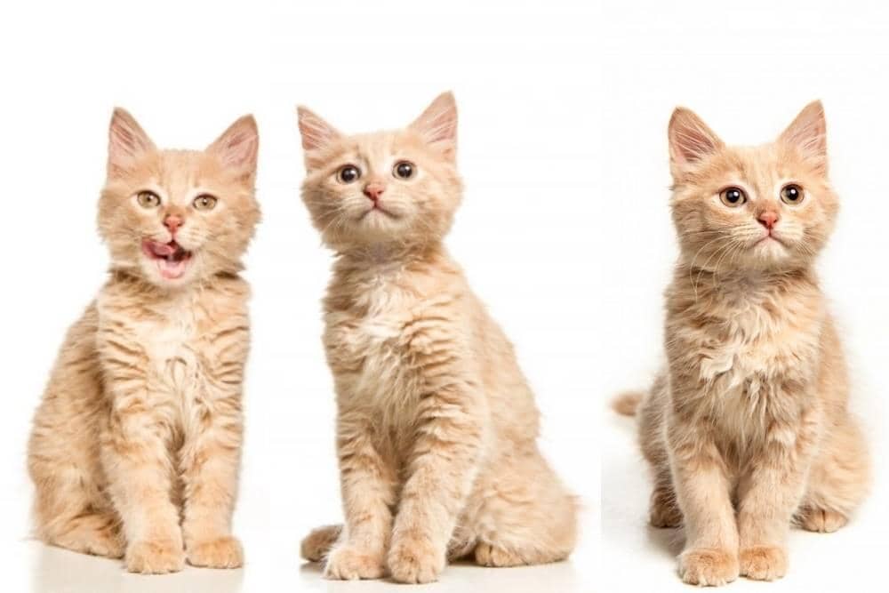 freepik.com/master1305