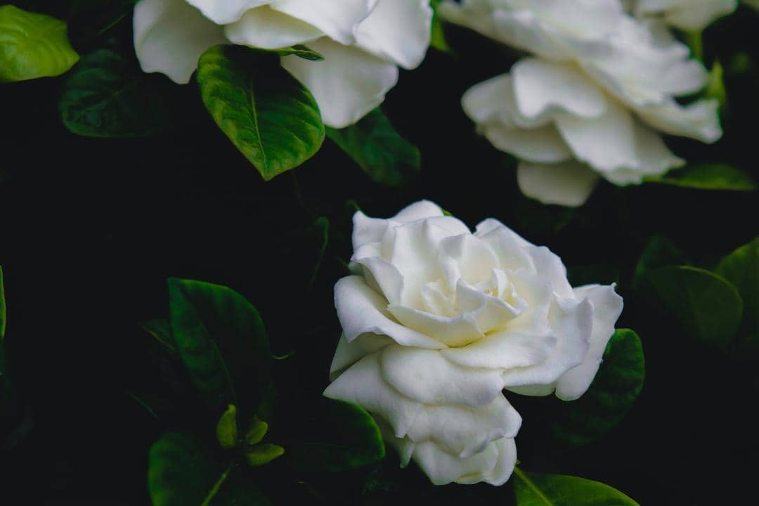 Unsplash.com/Parker Sturdivant