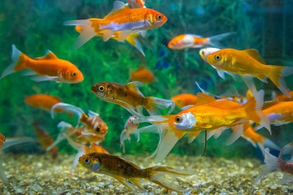 Getty Images/Mailson Pignata/EyeEm