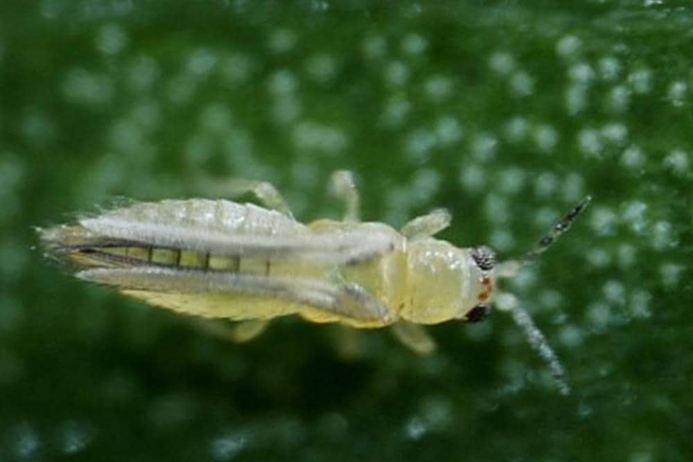 sisinfo_horti.litbang.pertanian.go.id