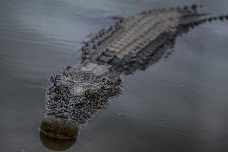 Mongabay Indonesia/Nopri Ismi
