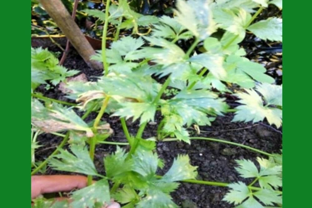 agrokomplekskita.com