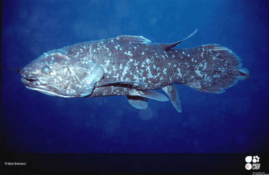 IUCN RedList/Mark Erdman