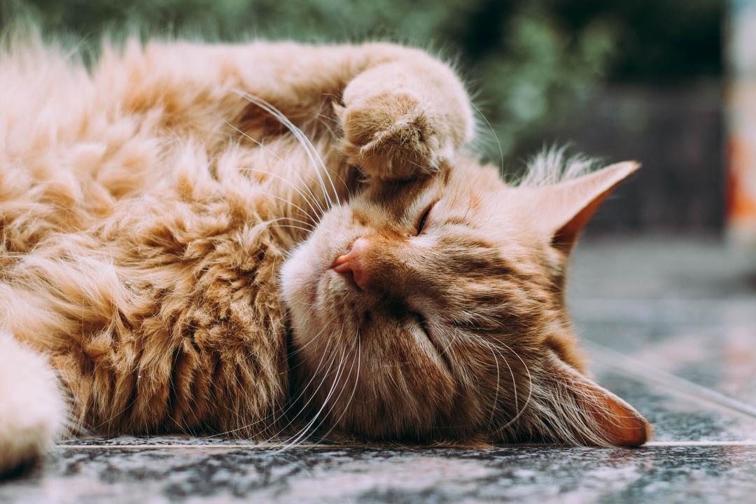 Ini Penyebab Kucing Muntah dan Cara Mengatasinya