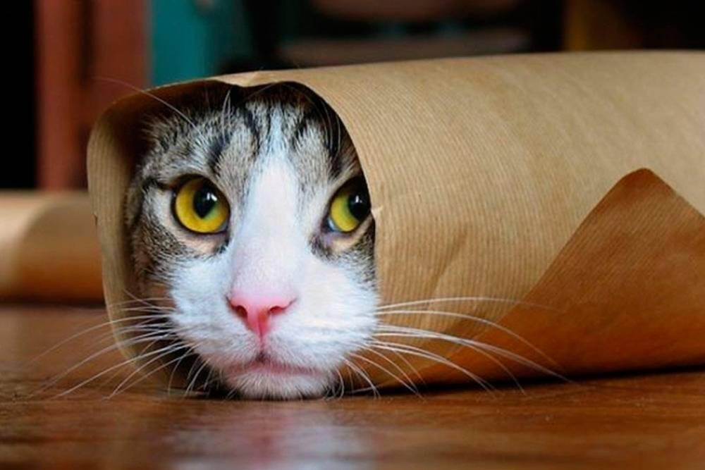 Ini 5 Cara Menghilangkan Jamur pada Kucing, Cegah Sebelum Menular!