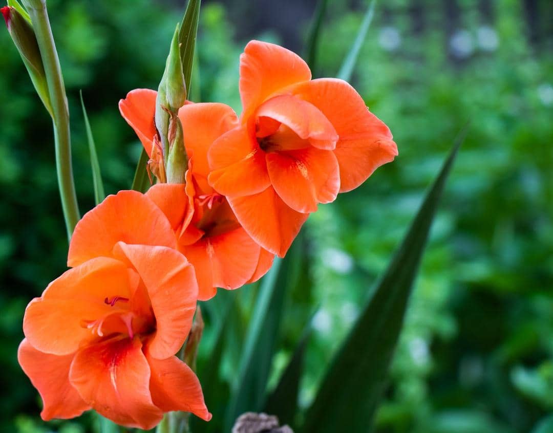 Pexels.com/Djordje Ristic