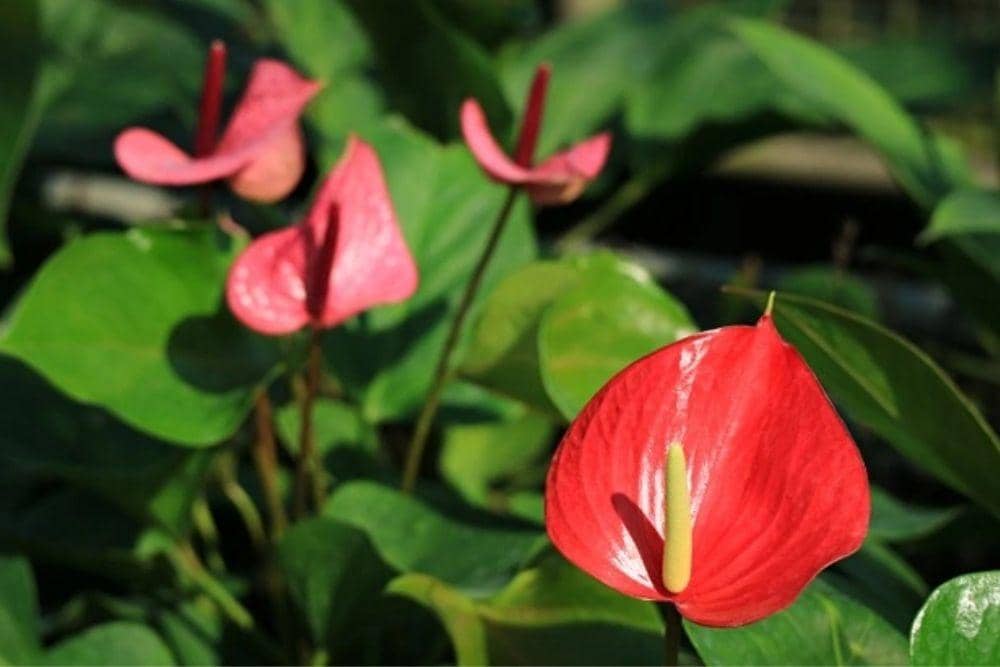 freepik.com/lovelypeace