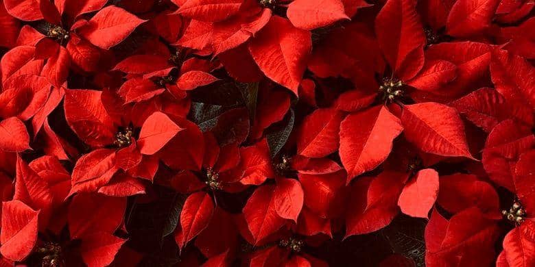 PEXELS/BECERRA GOVEA