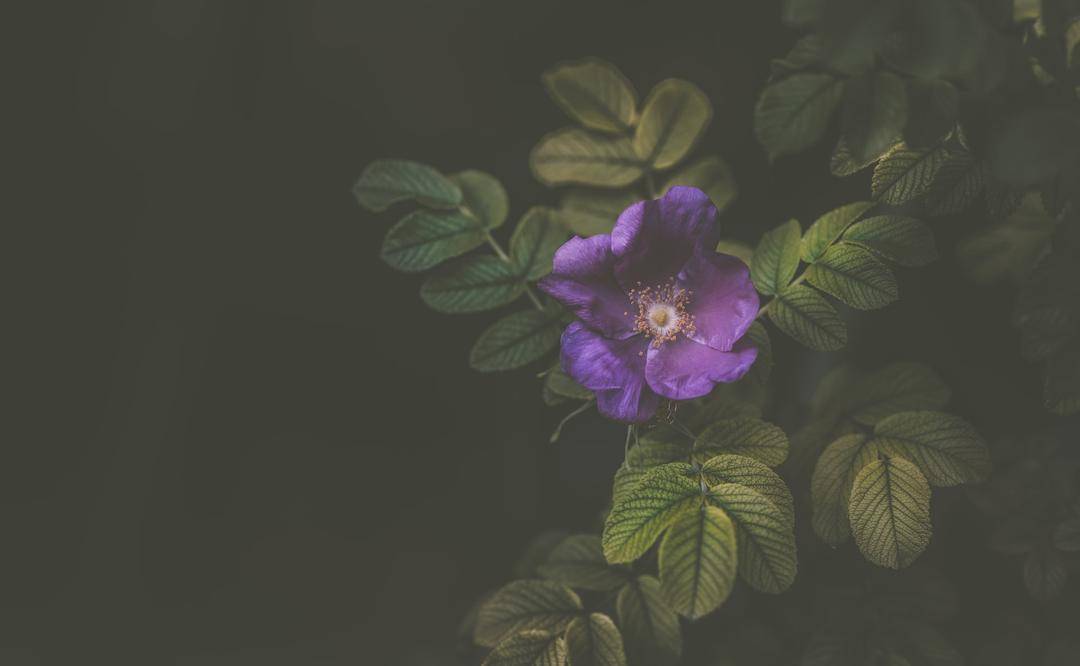 Unsplash.com/Alex Blajan