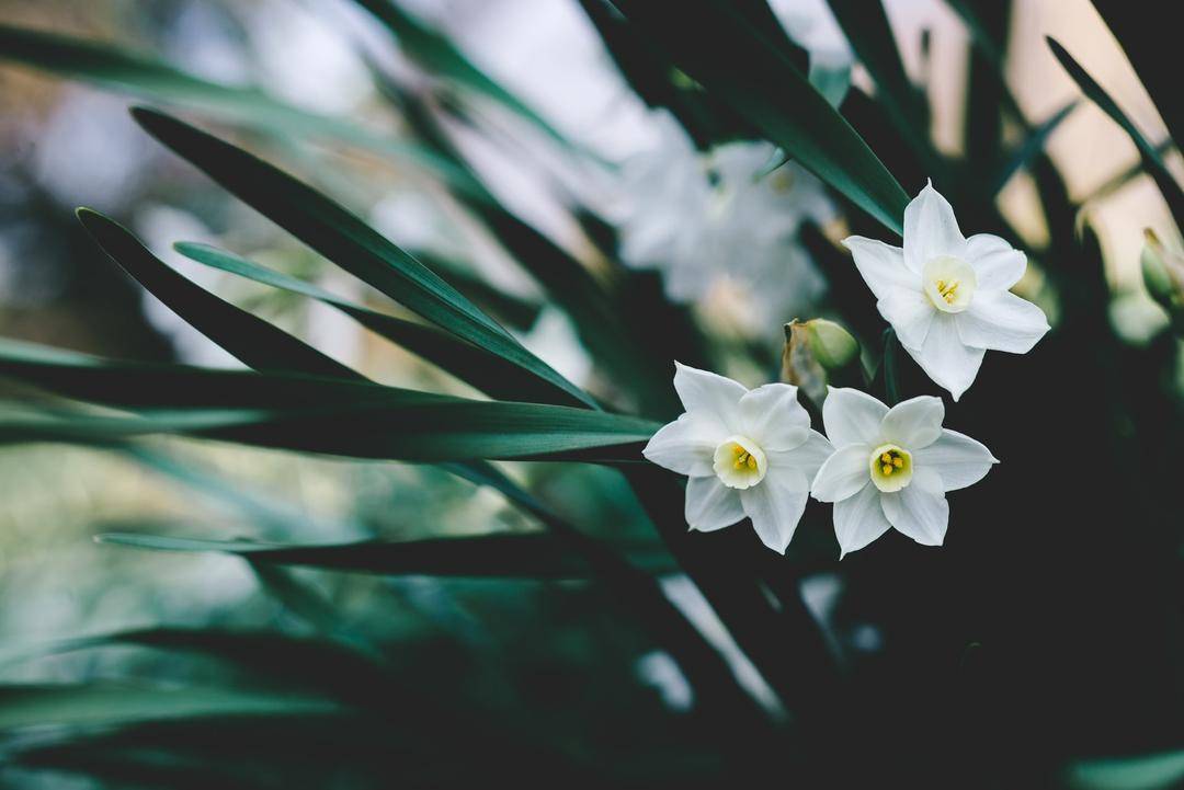 Unsplash.com/Masaaki Komori