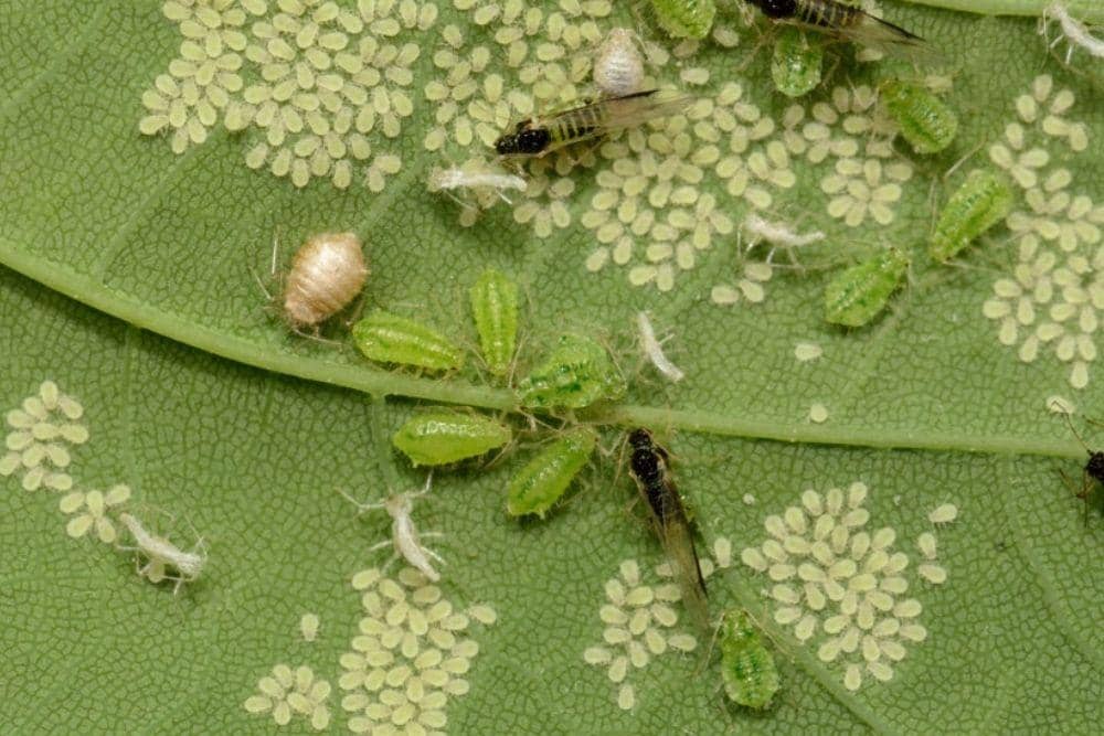 ganiapetanicerdas.com