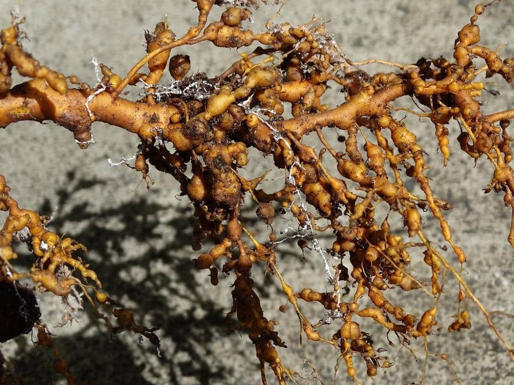 Flickr.com/Scot Nelson