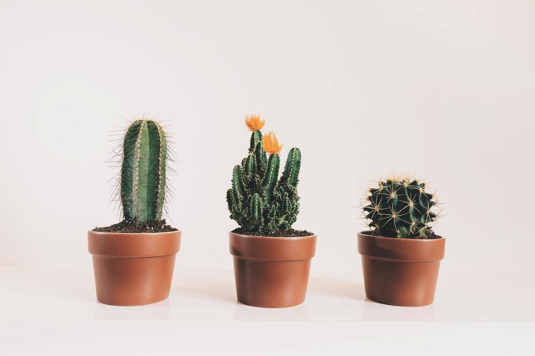 Pexels.com/Scott Webb