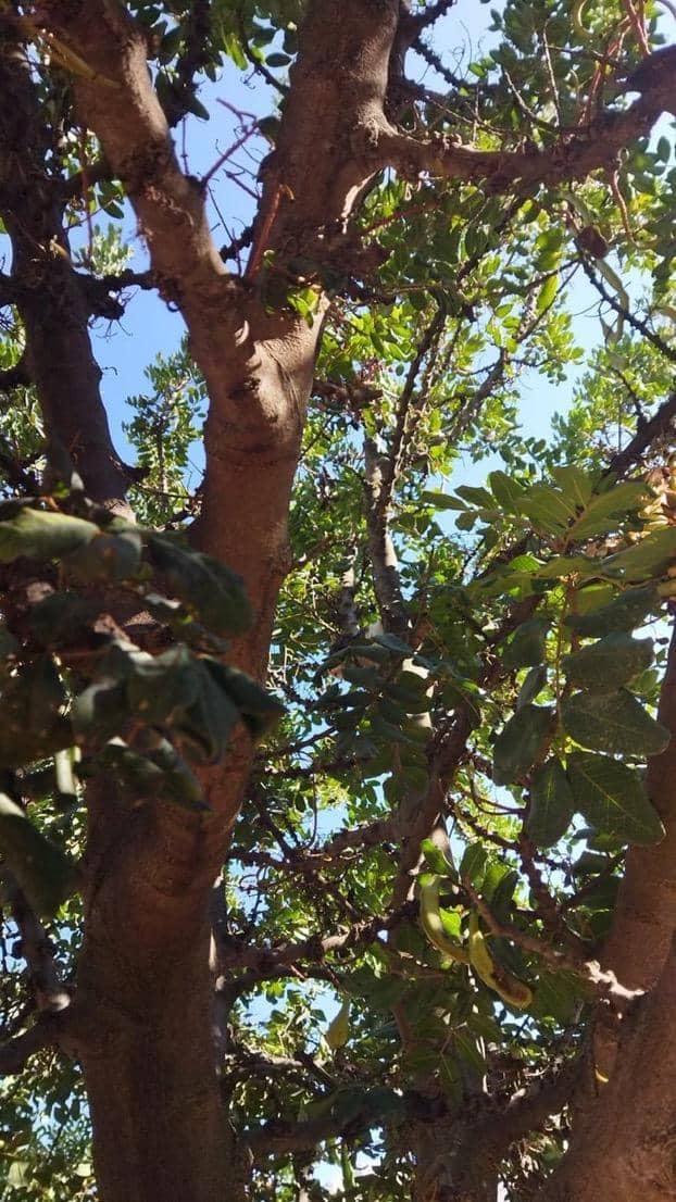 twitter.com/Thereisnocat_