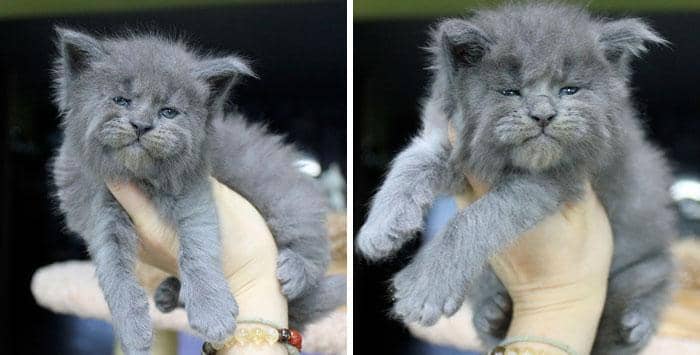 instagram.com/catsvill_county