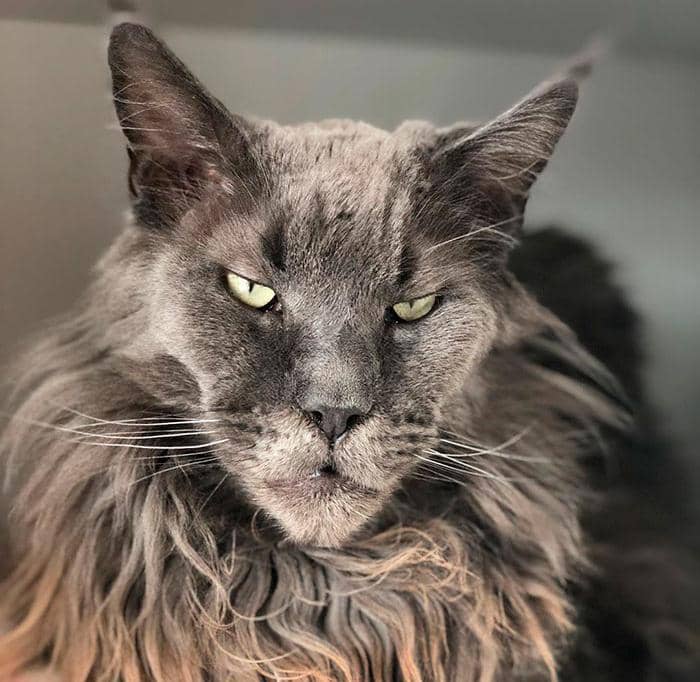 instagram.com/rogercoonie