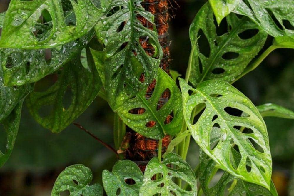 SHUTTERSTOCK/AMVERLLY