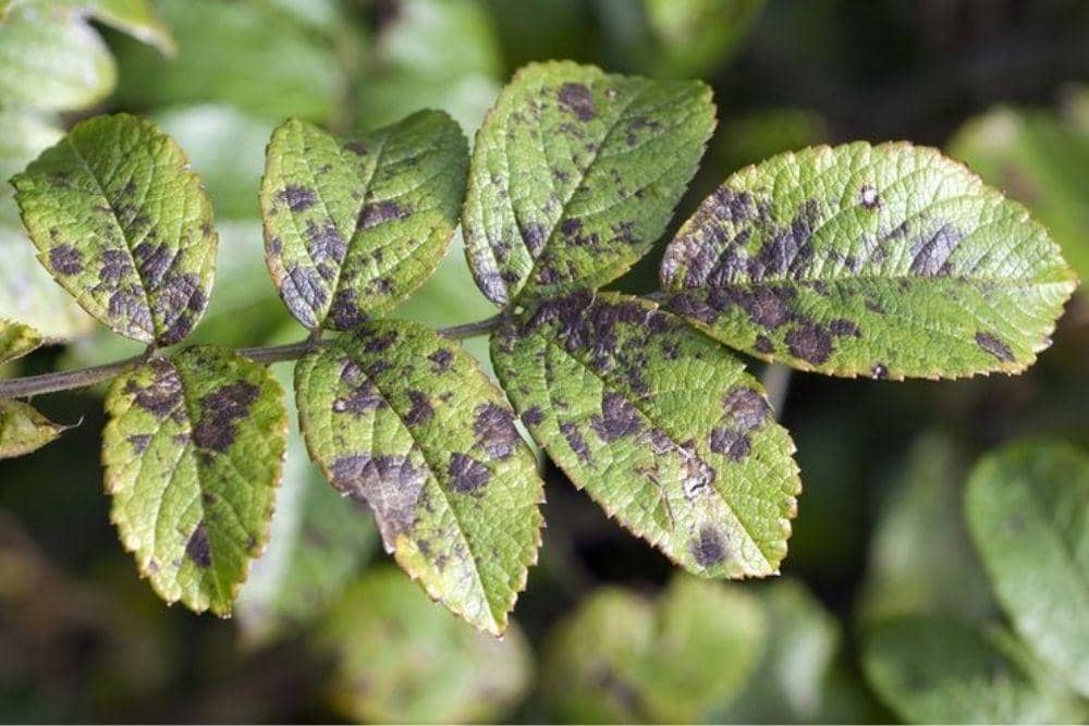 SHUTTERSTOCK/MANFRED RUCKSZIO