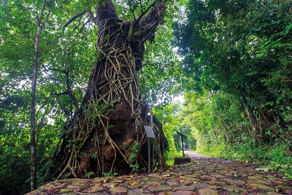Dok. Hong Kong Tourism Board