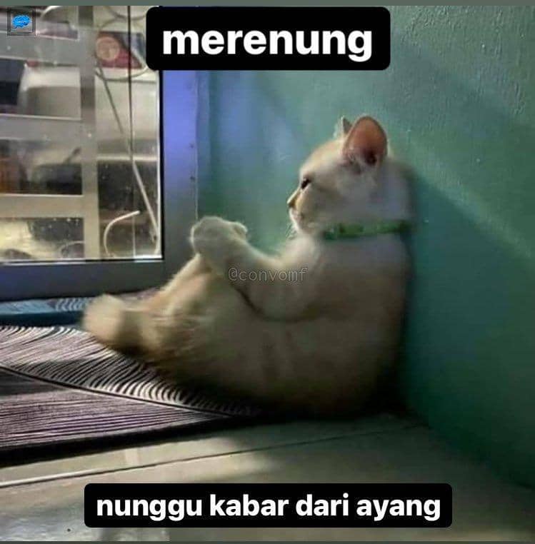 twitter.com/@CHIFUYUSONO